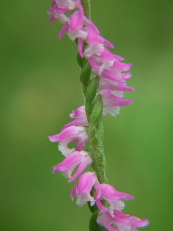 DSCF0354
