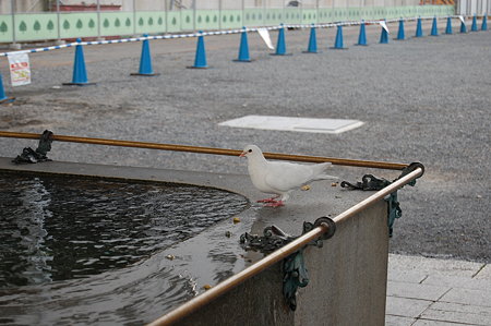 東本願寺の手水舎で白い鳩がお出迎え