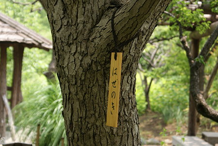 櫨の木（ハゼノキ）