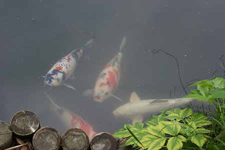 お池の錦鯉
