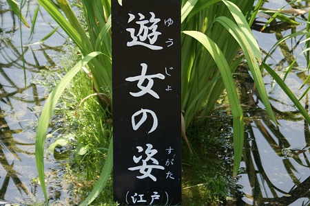 花菖蒲 遊女の姿