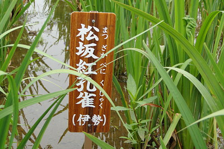 花菖蒲　松坂紅孔雀
