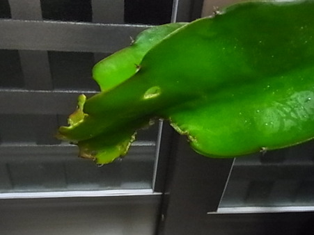 ナメクジに食べられた