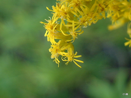 セイタカアワダチソウ（Solidago altissima L.）