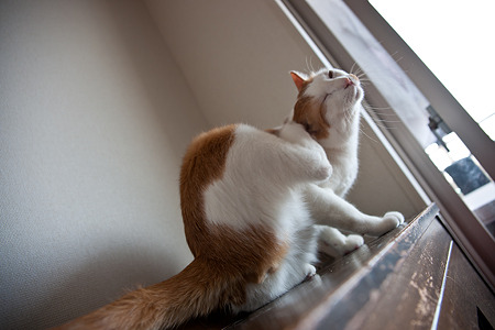nekosuke100508012