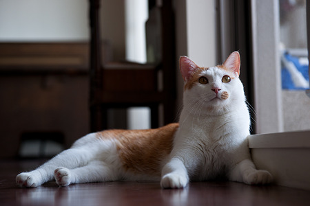 nekosuke100508024