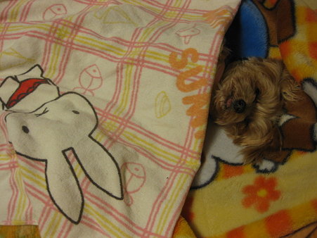 まりちゃんお休み中
