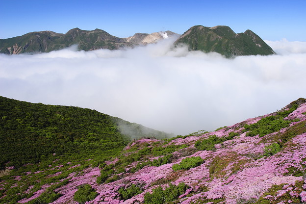 平治岳 雲海に浮かぶ九重連山とミヤマキリシマ 写真共有サイト フォト蔵