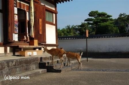 東大寺三昧堂(四月堂)36