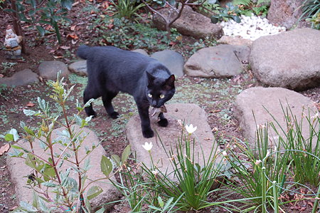 キャァ!黒猫グ~グウがぁぁ・・・