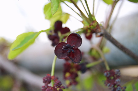 2011年04月11日_DSC_0007アケビの花