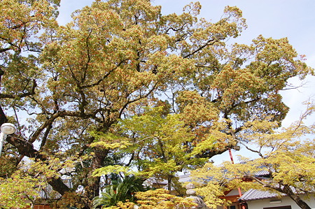 2011年04月17日_DSC_0205