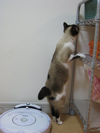 どこに隠れたニャ?