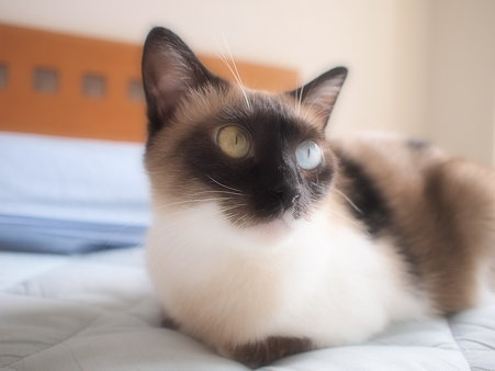 ふんわりラテ