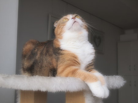 ふんわりモモ