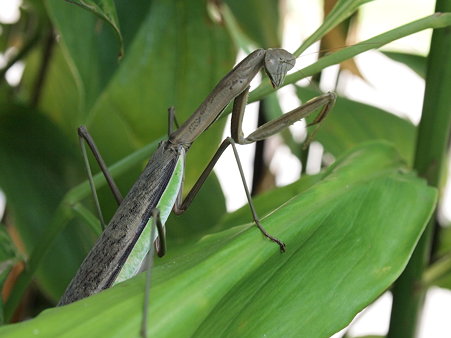 振り向いたカマキリ