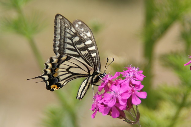 花と蝶 写真共有サイト「フォト蔵」