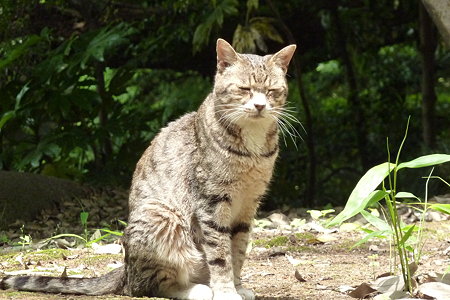 瞑想猫