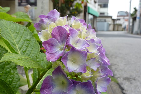 柴又路傍の紫陽花