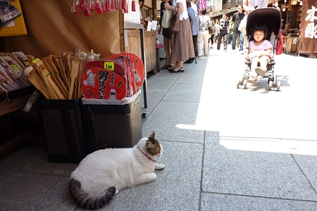 帝釈天の猫