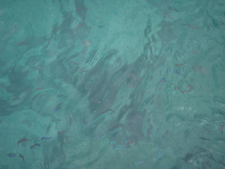 その魚たち