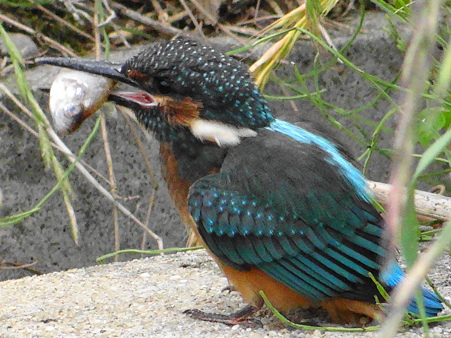 ９ヶ月振りのカワセミ