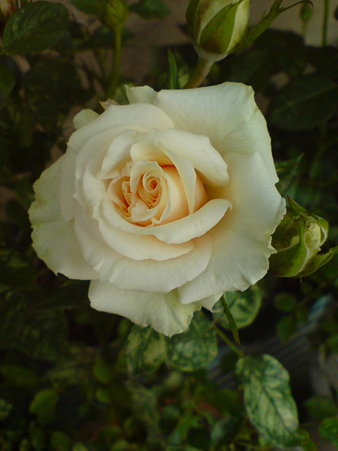 Denice PARADE