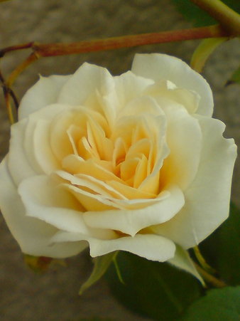 Alister Stella Gray (Old/N)