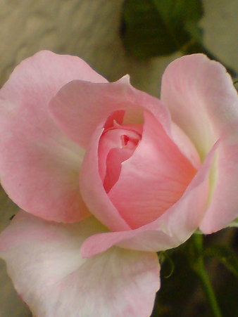 Tutu Optima
