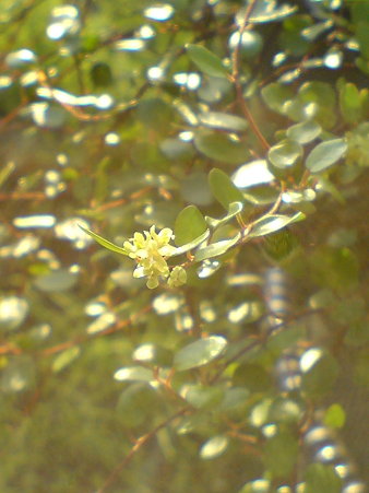Wire Plant