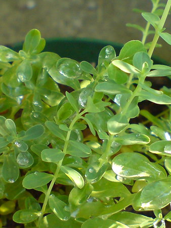 St. Johnswort