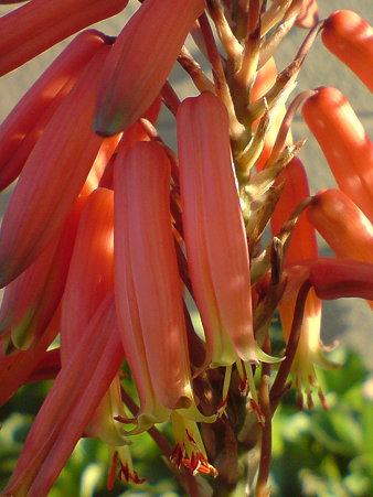 Gold Tooth Aloe