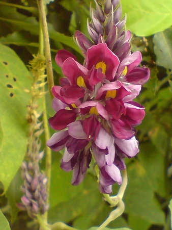 Kudzu Vine