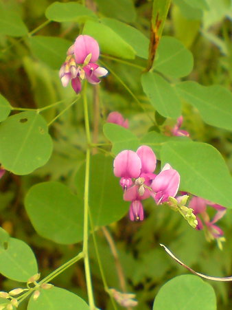 Shrubby Bush-Clover