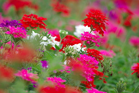 IMGP0248
