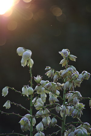 IMGP8403