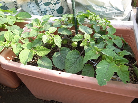 食用ほおずき栽培 ストロベリートマト 種まき 収穫時期までの育て方 暇人主婦の家庭菜園 楽天ブログ