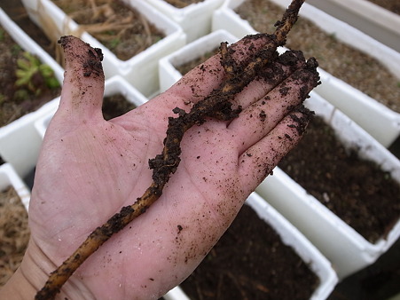 ミョウガ 茗荷 の株分け 植え付け 暇人主婦の家庭菜園 楽天ブログ