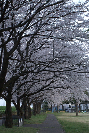 朝陽をあびる桜・その8
