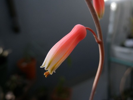 アロエDiegoの花