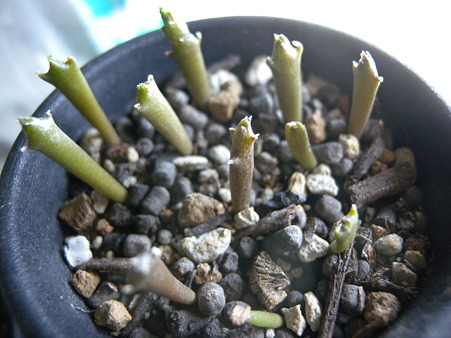 Rhytidocaulon macrolobum