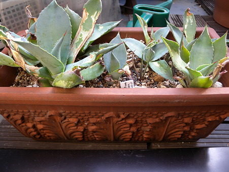 Agave pygmae