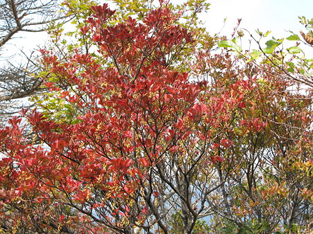 紅葉