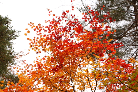 面白山の紅葉
