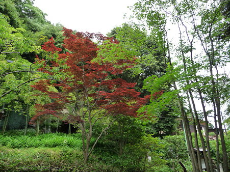 090612-海蔵寺 (3)