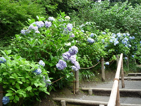 090625-明月院 (25)