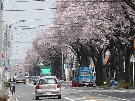 110411-海軍道路 (2)