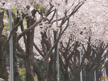 110411-海軍道路 (69)