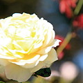 平和公園・薔薇02-11.10.20