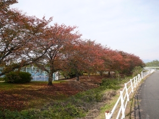 紅葉